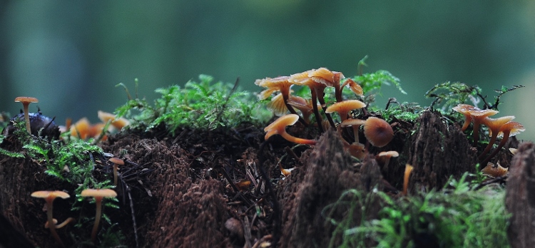 mushroom growth